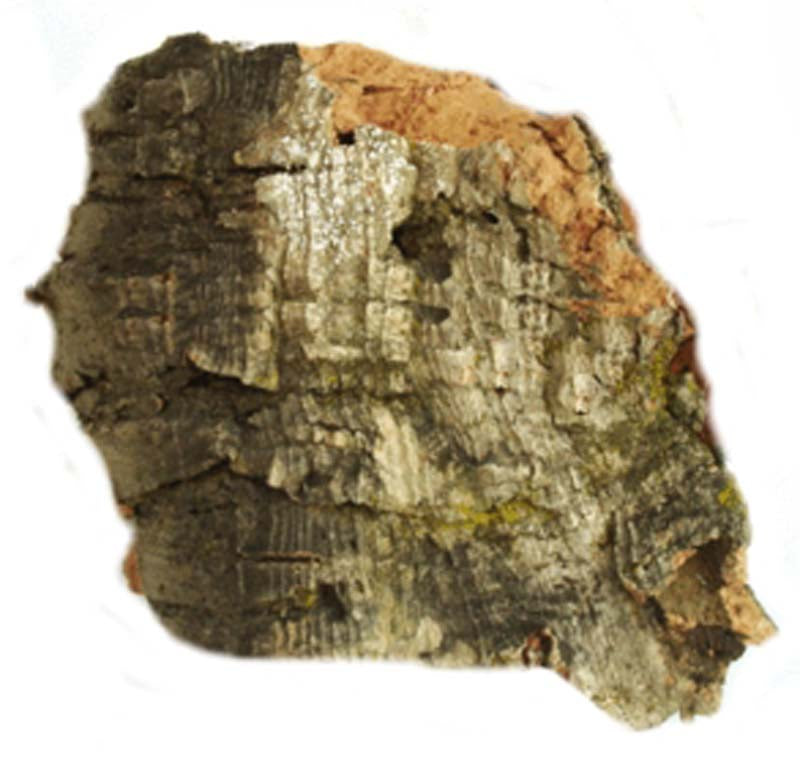 Javis Medium Cork Bark