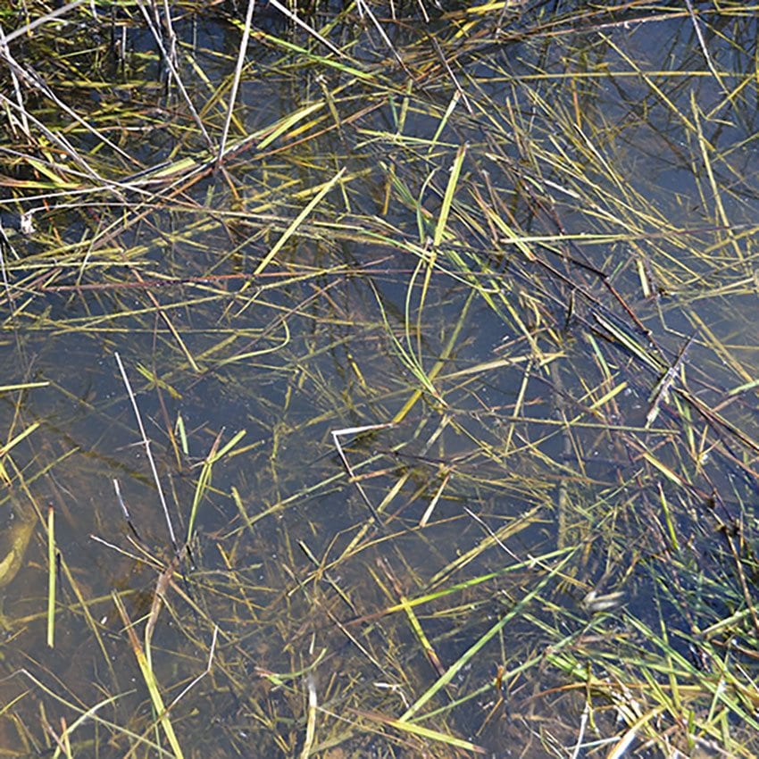 Still Water - Liquid Effect