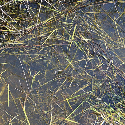 Still Water - Liquid Effect