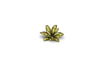 Dumb Cane